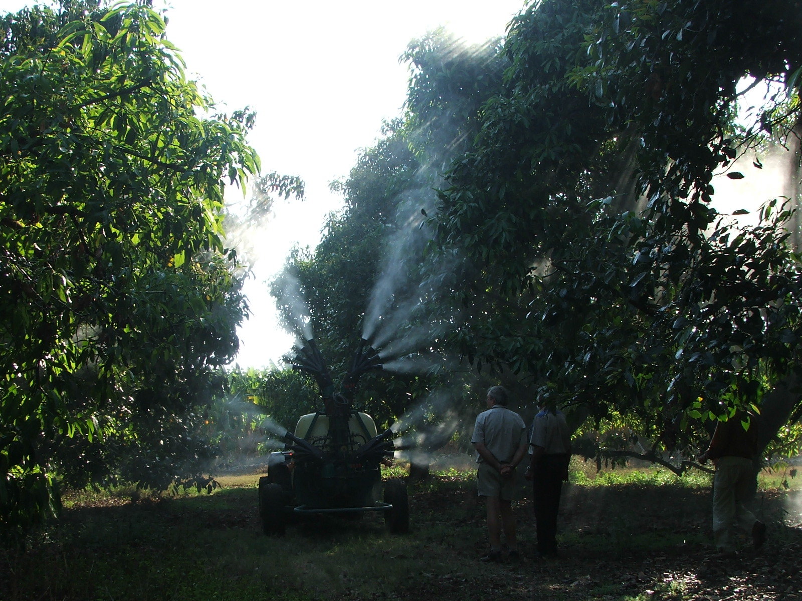 4 Olive sprayhead - Walnut  Macadamia trees