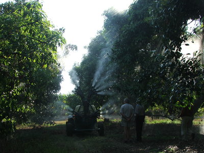 Sprühkopf 4 Olive - Walnuss, Macadamia
