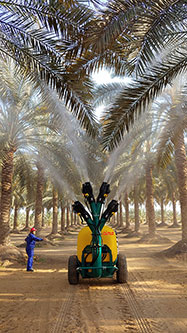 Trailed sprayer Blitz 55 equipped with
Vertical jet sprayhead at four multiple cannons - date palms - Egypt