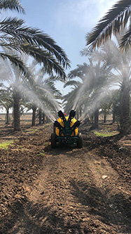 Trailed sprayer Blitz 55 equipped with
Vertical jet sprayhead at four multiple cannons - date palms - Egypt