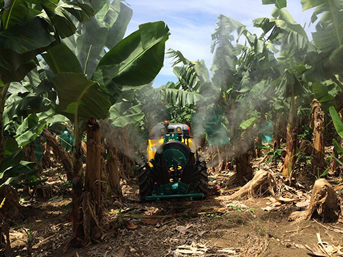 Atomizador con cabezal olivo doble - Bananero